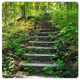 wooded steps at Five Rivers Metro Park